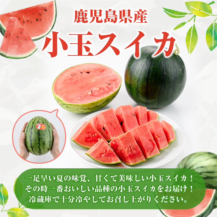 ＜2026年5月下旬以降順次発送予定＞鹿児島県産 小玉スイカ(2玉) 国産 果物 スイカ すいか 西瓜 フルーツ スイーツ スムージー ジュース 期間限定【松永青果】akn053-06