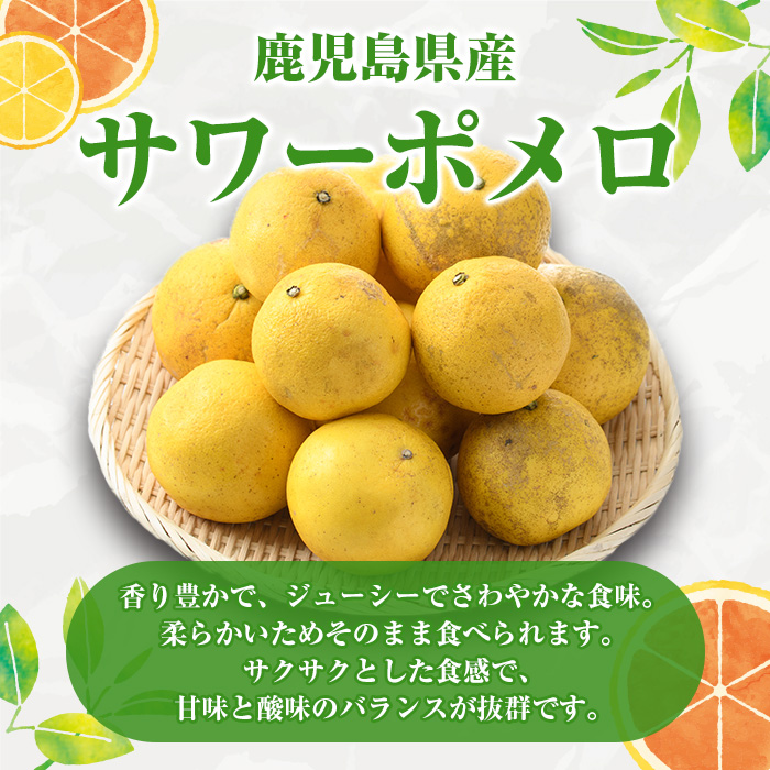 ＜2026年1月以降順次発送予定＞訳ありサワーポメロ(約10kg) 国産 果物 フルーツ 柑橘 甘味 酸味 デザート おやつ【松永青果】akn053-16