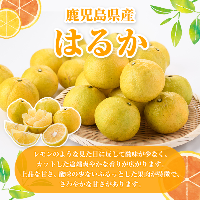 ＜2026年2月以降順次発送予定＞訳ありはるか(約6kg) 国産 鹿児島県産 果物 フルーツ 柑橘 みかん はるか【松永青果】akn053-40