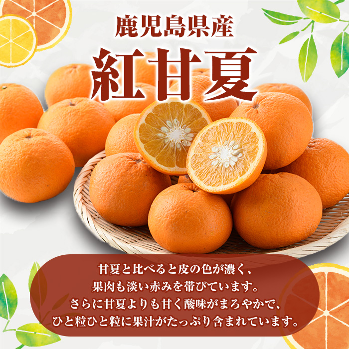 ＜2026年3月以降順次発送予定＞訳あり 紅甘夏(約12kg) 国産 鹿児島県産 果物 フルーツ 柑橘 みかん 甘夏【松永青果】akn053-19