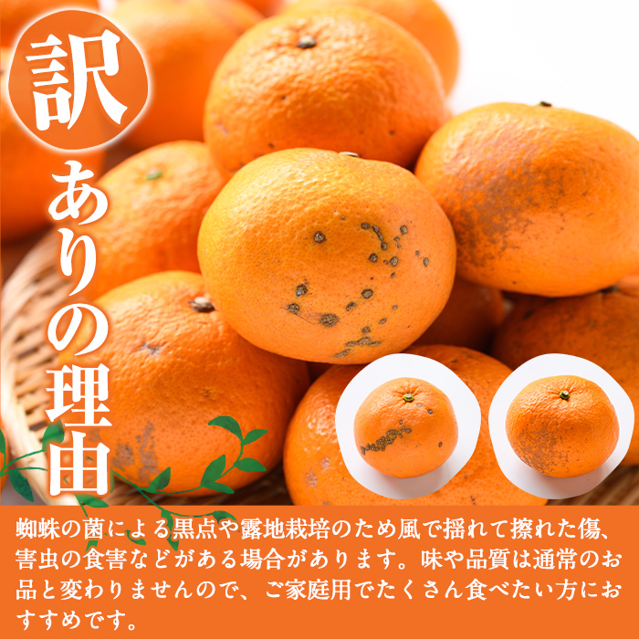 ＜2026年1月中旬以降順次発送予定＞訳あり紅甘夏(約20kg) 国産 鹿児島県 阿久根市 果実 果物 フルーツ 柑橘 紅甘夏 みかん ミカン 期間限定 数量限定【桐野柑橘株式会社】akn070-09
