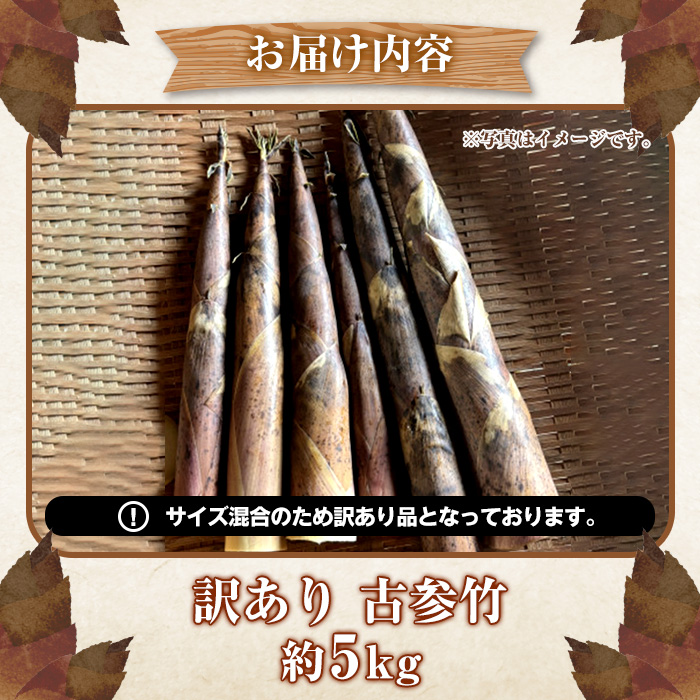 ＜2026年4月下旬以降順次発送予定＞訳あり！古参竹(約5kg) 鹿児島県 阿久根市 古参竹 こさんだけ 竹の子 タケノコ たけのこ 天ぷら 炒め物 メンマ 煮物 サイズ混合 訳アリ 野菜 青果【松永青果】akn053-22