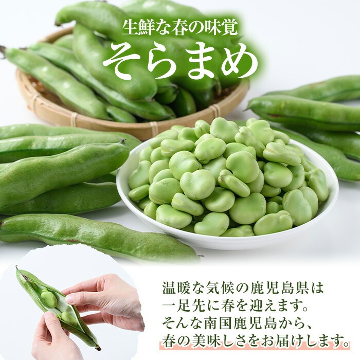 ＜2026年4月中旬以降順次発送予定＞春の味覚の鹿児島県産そらまめ(4kg) 大容量 国産 野菜 そら豆 ソラマメ セット 詰合せ 詰め合わせ 旬 ベジタブル 期間限定 AL規格 国産 鹿児島県産 阿久根市産 冷蔵【鹿児島いずみ農業協同組合】akn018-11