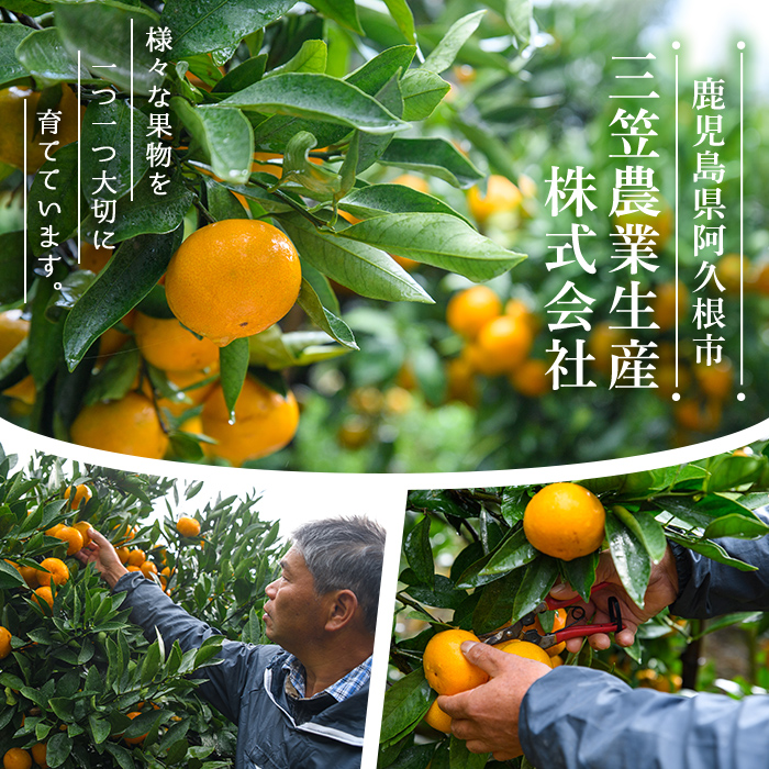 ＜2026年3月上旬以降順次発送予定＞数量限定！鹿児島県産 露地栽培の不知火(計約5kg：大将季) 国産 みかん ミカン 柑橘 フルーツ 果物 旬 デザート 数量限定 期間限定 露地 阿久根市産 しらぬい シラヌイ【三笠農業生産】akn051-10