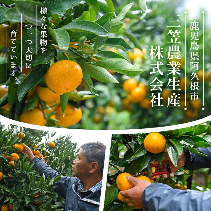 ＜2026年4月上旬以降順次発送予定＞数量限定！冷蔵不知火「クールな大将季」(計約3kg) 国産 みかん ミカン 柑橘 フルーツ 果物 旬 デザート 数量限定 阿久根市産 露地 しらぬい シラヌイ 冷蔵 期間限定 クール【三笠農業生産】akn051-06