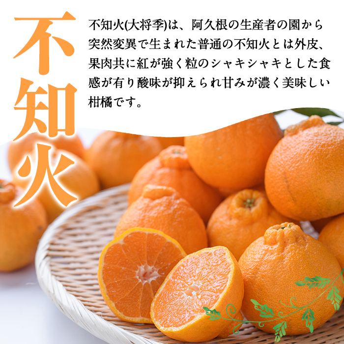 ＜2026年2月以降順次発送予定＞＜訳あり・不揃いの為＞数量限定！無加温ハウス不知火(5kg) 国産 鹿児島県 阿久根市 果実果物 フルーツ 柑橘 みかん ミカン 期間限定 数量限定【桐野柑橘株式会社】akn070-12