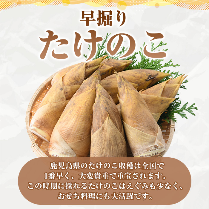 ＜2025年11月以降順次発送予定＞訳あり！鹿児島県産 早掘りたけのこ(約2kg) 国産 野菜 たけのこ タケノコ 筍 旬 煮物 水煮 天ぷら つくだ煮【松永青果】akn053-29