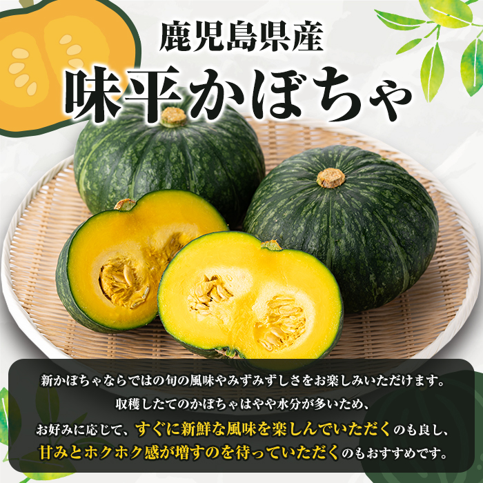 ＜2026年5月上旬以降順次発送予定＞鹿児島県産 味平かぼちゃ(約10kg) 国産 野菜 かぼちゃ カボチャ 南瓜 煮物 天ぷら バーベキュー BBQ スイーツ お菓子【松永青果】akn053-32