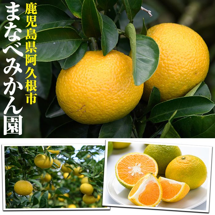 訳あり！まなべみかん園のサワーポメロ (約9.5kg) 国産 鹿児島県産 阿久根市産 柑橘類 みかん ミカン 蜜柑 果物 フルーツ サワーポメロ 期間限定 数量限定 デザート 訳アリ 【有限会社まなべみかん園】akn034-08