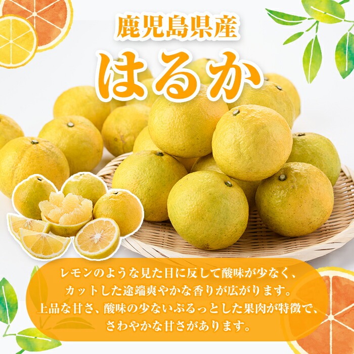 ＜2026年2月以降順次発送予定＞訳ありはるか(約10kg) 国産 鹿児島県産 果物 フルーツ 柑橘 みかん はるか【松永青果】akn053-45