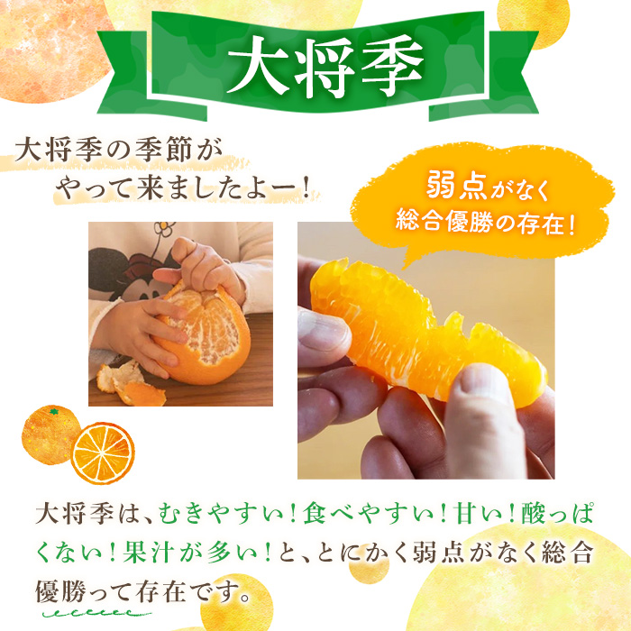 ＜2026年1月中旬以降順次発送予定＞数量限定！大将季 (6個・3Lサイズ) 柑橘 フルーツ 果物 国産 みかん 期間限定 不知火 しらぬい シラヌイ ミカン 【株式会社イロドリ】akn069-07