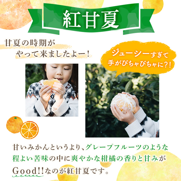 ＜2026年3月中旬以降順次発送予定＞数量限定！鹿児島県産 紅甘夏 (20kg・2L) 柑橘 フルーツ 果物 国産 みかん 期間限定 数量限定 ベニアマナツ ミカン 旬 【株式会社イロドリ】akn069-11