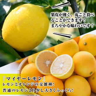 ＜2025年12月中旬以降順次発送予定＞数量限定！露地マイヤーイエローレモン(5kg) 国産 檸檬 イエローレモン オレンジ 果実 果物 フルーツ 柑橘【桐野柑橘株式会社】akn070-11