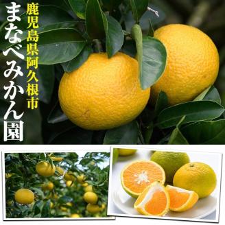 ＜2026年2月上旬以降順次発送予定＞まなべみかん園の紅八朔(約10kg) 国産 鹿児島県産 阿久根市産 柑橘類 みかん ミカン 蜜柑 果物 フルーツ べにはっさく 期間限定 数量限定 贈答用 ギフト デザート【有限会社まなべみかん園】akn034-05