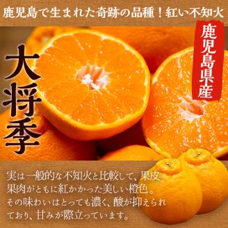 ＜2026年1月以降順次発送予定＞数量限定！鹿児島で生まれたオリジナル品種「大将季」(約5kg・15～24玉) 果物 フルーツ 柑橘 果実 ハウス栽培 ギフト【鹿児島いずみ農業協同組合】akn018-22
