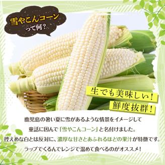 ＜2026年6月中旬以降順次発送予定＞白いとうもろこし「雪やこんコーン」(10本) 国産 トウモロコシ 玉蜀黍 ホワイト コーン 野菜 糖度 夏 イネ科 数量限定 期間限定【うとさんち】akn067-09