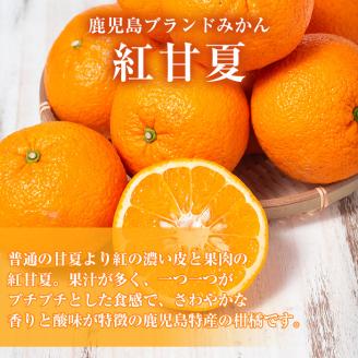 ＜2026年2月以降順次発送予定＞数量限定！鹿児島県産紅甘夏みかん(約10kg・28玉～32玉)国産 果物 フルーツ【鹿児島いずみ農業協同組合】akn018-05