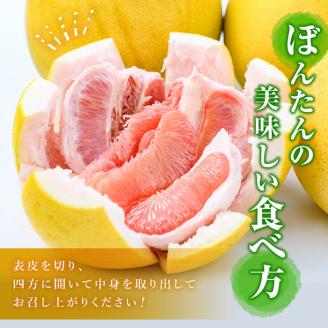 ＜2026年1月以降順次発送予定＞阿久根特産 ボンタン(10kg) 国産 果物 ボンタン ぼんたん フルーツ スイーツ 贈答用 ギフト 柑橘 期間限定【松永青果】akn053-28