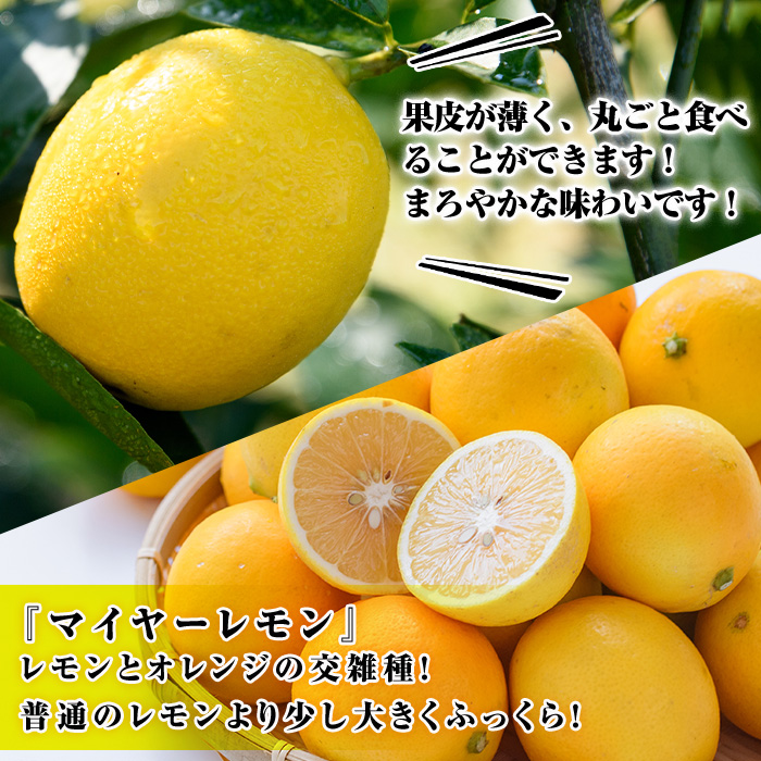 ＜2026年1月中旬以降順次発送予定＞数量限定！加工用・露地マイヤーイエローレモン(2kg) 国産 果実 果物 レモン イエローレモン フルーツ 檸檬 柑橘 デザート 期間限定【桐野柑橘株式会社】akn070-02