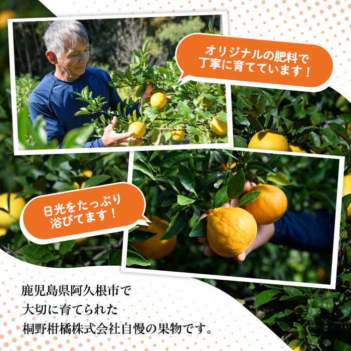 ＜2026年1月上旬以降順次発送＞数量限定！紅さわ香(10kg) 国産 鹿児島県 阿久根市 果実 果物 フルーツ 柑橘 紅甘夏 みかん ミカン 期間限定 数量限定【桐野柑橘株式会社】akn070-03