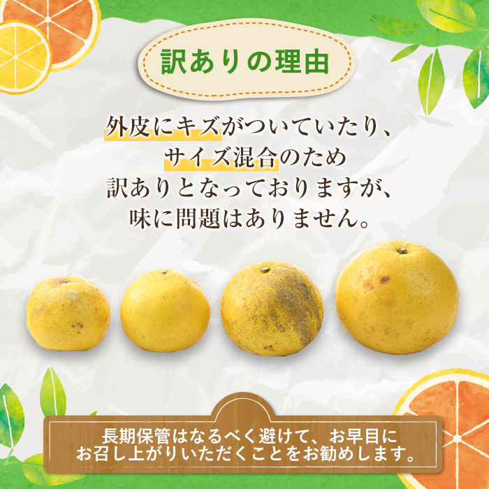 ＜2026年1月以降順次発送予定＞訳ありサワーポメロ(約10kg) 国産 果物 フルーツ 柑橘 甘味 酸味 デザート おやつ【松永青果】akn053-16