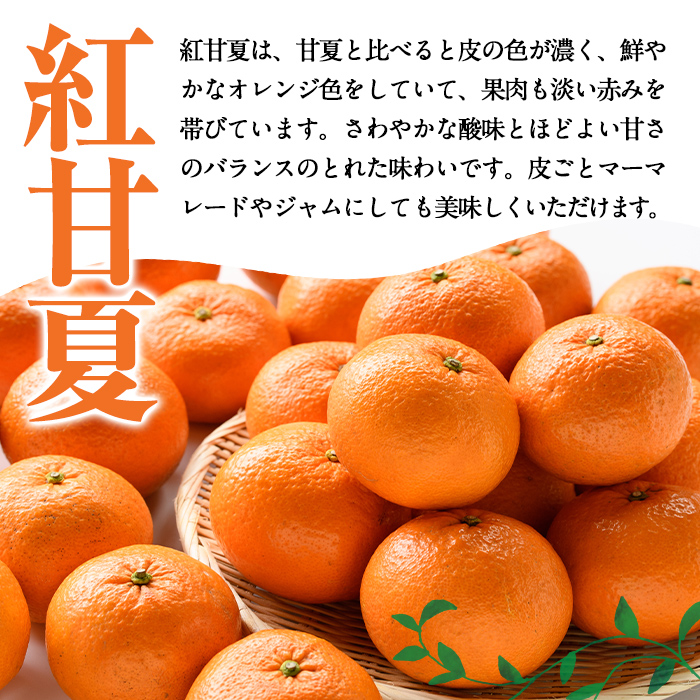 ＜2025年12月下旬以降順次発送予定＞紅甘夏(約10kg) 国産 鹿児島県 阿久根市 果実 果物 フルーツ 柑橘 みかん ミカン 期間限定 数量限定【桐野柑橘株式会社】akn070-08