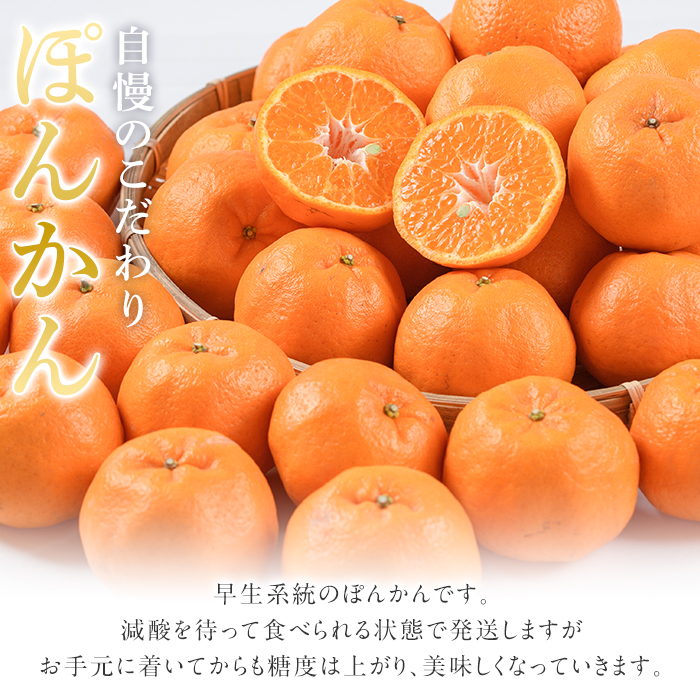 ＜2025年12月下旬以降順次発送予定＞数量限定！鹿児島県産 手詰めぽんかん(計約5kg・2L or 3L) 旬 フルーツ 果物 くだもの ポンカン 早生系統 デザート ノーワックス 阿久根市産 期間限定 数量限定 手詰 手作業【三笠農業生産】akn051-01