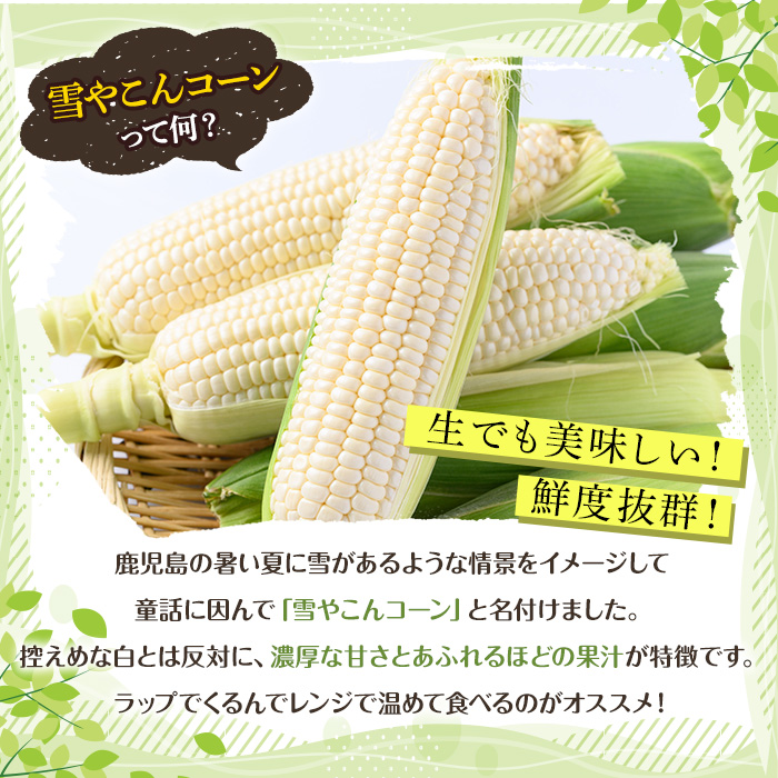 ＜2026年6月中旬以降順次発送予定＞訳あり！白いとうもろこし「あられやこんコーン」(12本) 国産 トウモロコシ 玉蜀黍 ホワイト コーン 野菜 糖度 夏 イネ科 数量限定 期間限定 訳アリ 旬 【うとさんち】akn067-05