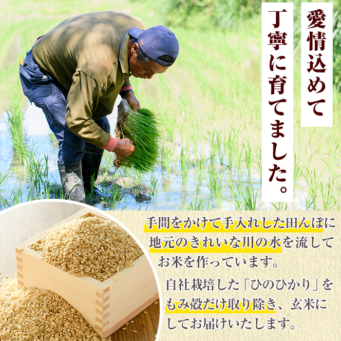 鹿児島県産の玄米 ひのひかり(計10kg・5kg×2袋) 国産 玄米 自社精米 ご飯 おこめ おにぎり お弁当 ひのひかり【谷口ファーム】akn064-09