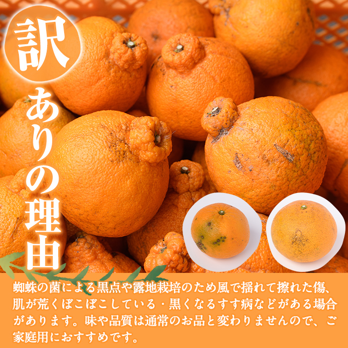 ＜2026年2月以降順次発送予定＞＜訳あり・不揃いの為＞数量限定！無加温ハウス不知火(5kg) 国産 鹿児島県 阿久根市 果実果物 フルーツ 柑橘 みかん ミカン 期間限定 数量限定【桐野柑橘株式会社】akn070-12