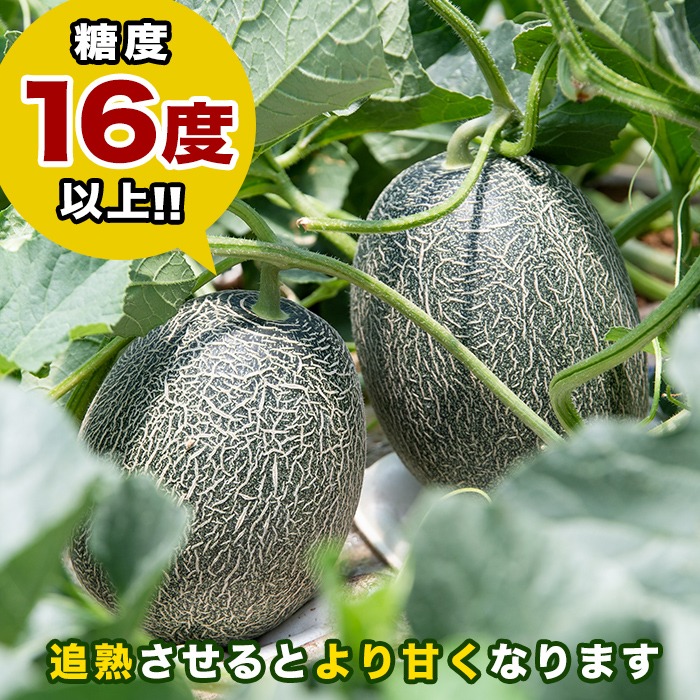 ＜2026年6月以降順次発送予定＞鹿児島県産！南国グリーンメロン(Lサイズ×6個) メロン めろん 果物 スイーツ デザート フルーツ 【あくね旬の店いきいき館】akn015-20