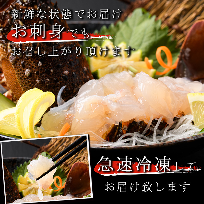 ＜2025年10月以降順次発送予定＞伊勢海老(約1kg) 国産 阿久根市 伊勢海老 海老 エビ えび イセエビ 海鮮 海産物 海の幸 刺身 新鮮 急速冷凍【松永青果】akn053-36