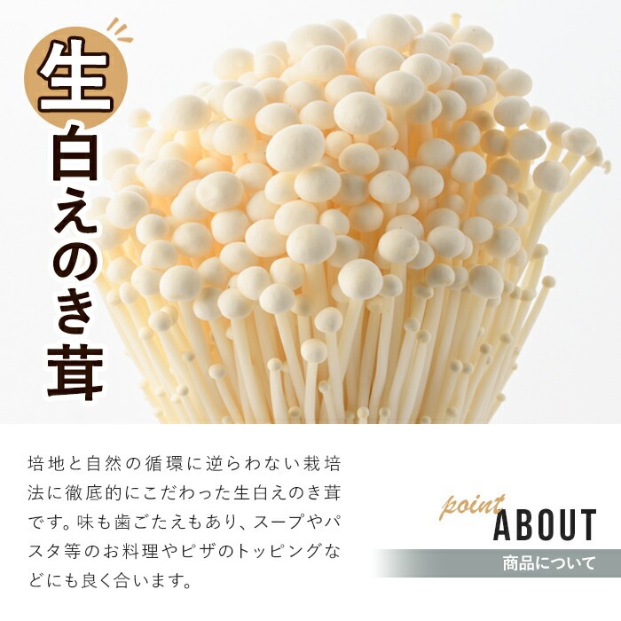 ＜定期便(奇数月)・全3回＞生白えのき茸(計60袋・20袋×3回)国産 エノキ きのこ キノコ 個包装【三笠えのき茸生産組合】akn010-23
