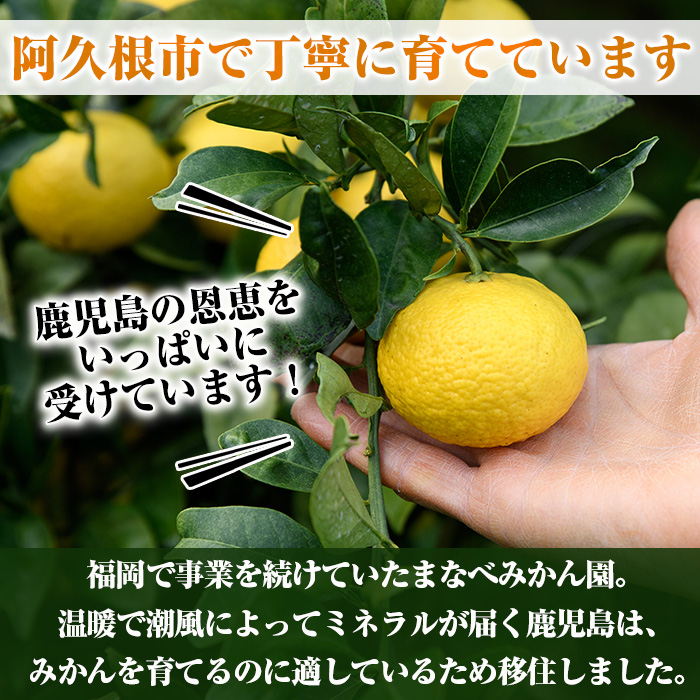 まなべみかん園のサワーポメロ (約9.5kg) 国産 鹿児島県産 阿久根市産 柑橘類 みかん ミカン 蜜柑 果物 フルーツ サワーポメロ 期間限定 数量限定 贈答用 ギフト デザート 【有限会社まなべみかん園】akn034-07