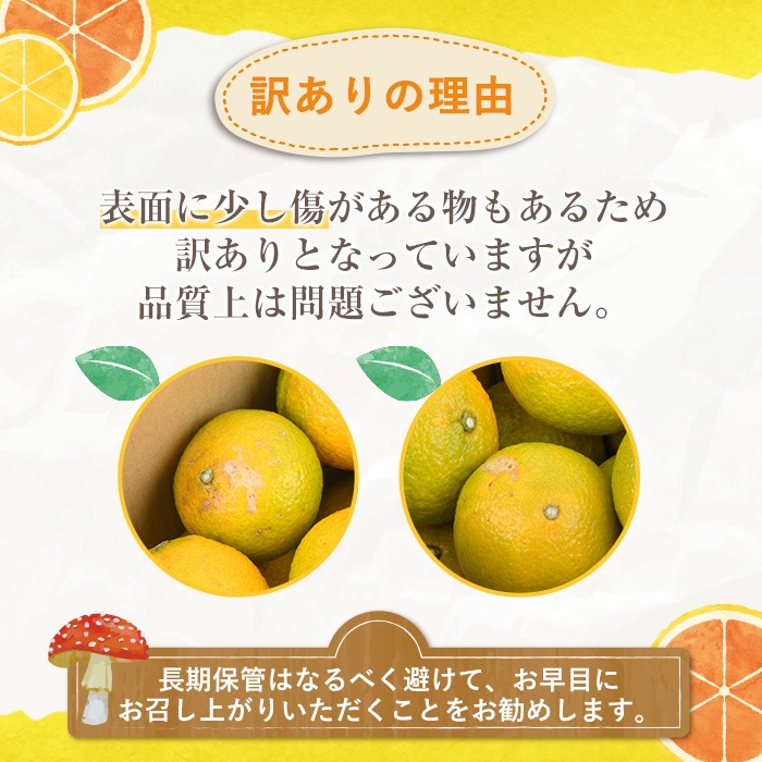 ＜2025年12月中旬以降順次発送予定＞訳ありスイートスプリング(約15kg) 鹿児島県 阿久根市 フルーツ 果物 デザート 柑橘 甘味 果肉 果汁【松永青果】akn053-41