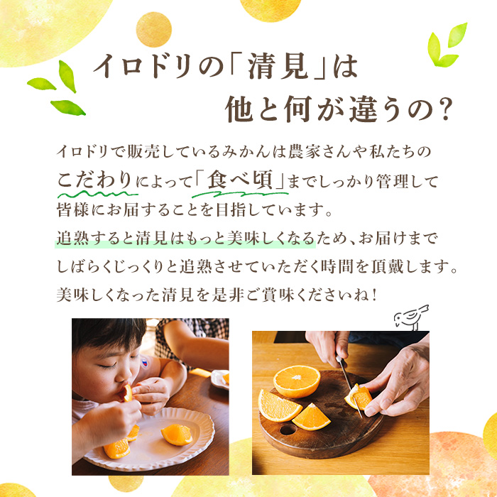 ＜2026年4月上旬以降順次発送予定＞数量限定！鹿児島県産 清見 (20個・2L) 柑橘 フルーツ 果物 国産 みかん 期間限定 きよみ キヨミ ミカン【株式会社イロドリ】akn069-09