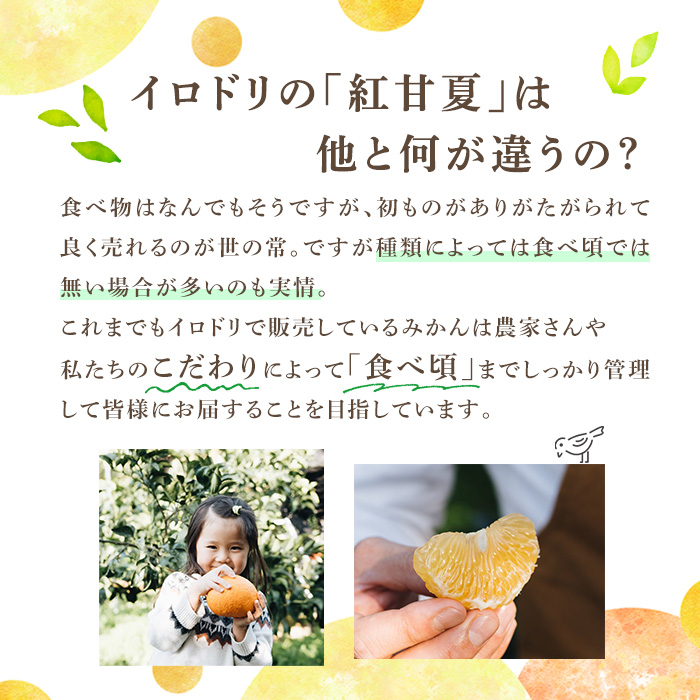 ＜2026年3月中旬以降順次発送予定＞数量限定！鹿児島県産 紅甘夏 (20kg・2L) 柑橘 フルーツ 果物 国産 みかん 期間限定 数量限定 ベニアマナツ ミカン 旬 【株式会社イロドリ】akn069-11