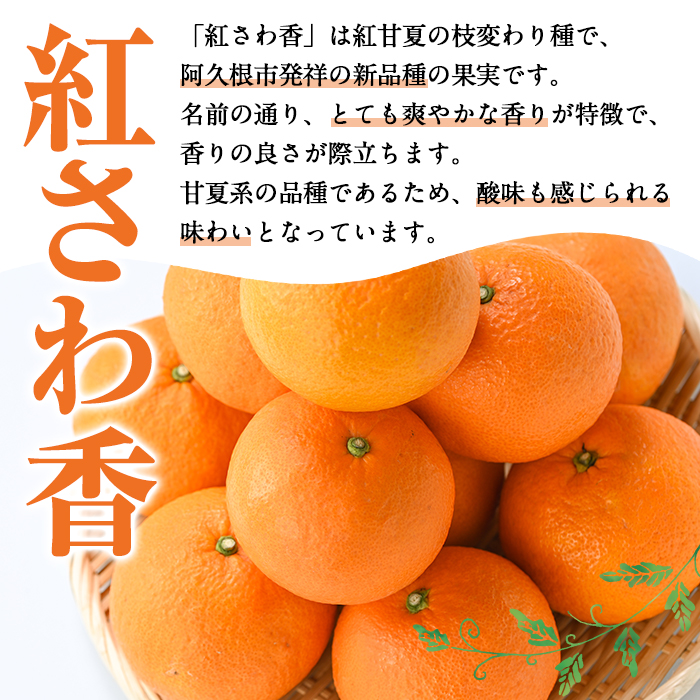 ＜2026年2月上旬以降順次発送予定＞訳あり 紅さわ香(約20kg) 国産 鹿児島県 阿久根市 果実 果物 フルーツ 柑橘 みかん ミカン 紅甘夏 期間限定 数量限定 【桐野柑橘株式会社】akn070-19