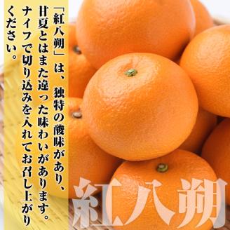 ＜2026年2月上旬以降順次発送予定＞まなべみかん園の紅八朔(約10kg) 国産 鹿児島県産 阿久根市産 柑橘類 みかん ミカン 蜜柑 果物 フルーツ べにはっさく 期間限定 数量限定 贈答用 ギフト デザート【有限会社まなべみかん園】akn034-05