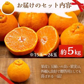 ＜2026年1月以降順次発送予定＞数量限定！鹿児島で生まれたオリジナル品種「大将季」(約5kg・15～24玉) 果物 フルーツ 柑橘 果実 ハウス栽培 ギフト【鹿児島いずみ農業協同組合】akn018-22