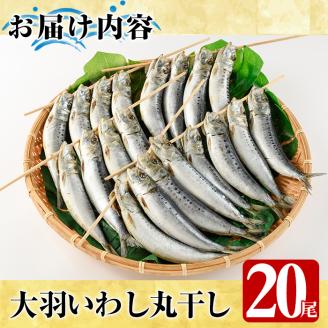 鹿児島県阿久根市産干物！大羽いわし丸干し(20尾)国産 鹿児島県産 魚介 魚貝 海産物 水産加工物 惣菜 簡単調理 セット 小分け【川本商店】akn030-09