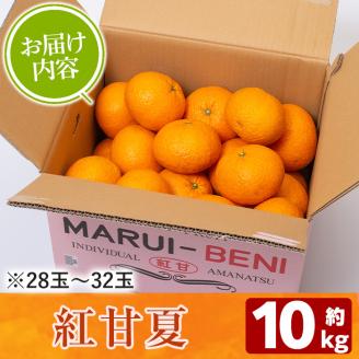 ＜2026年2月以降順次発送予定＞数量限定！鹿児島県産紅甘夏みかん(約10kg・28玉～32玉)国産 果物 フルーツ【鹿児島いずみ農業協同組合】akn018-05