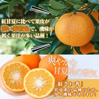 ＜2026年1月上旬以降順次発送＞数量限定！紅さわ香(10kg) 国産 鹿児島県 阿久根市 果実 果物 フルーツ 柑橘 紅甘夏 みかん ミカン 期間限定 数量限定【桐野柑橘株式会社】akn070-03