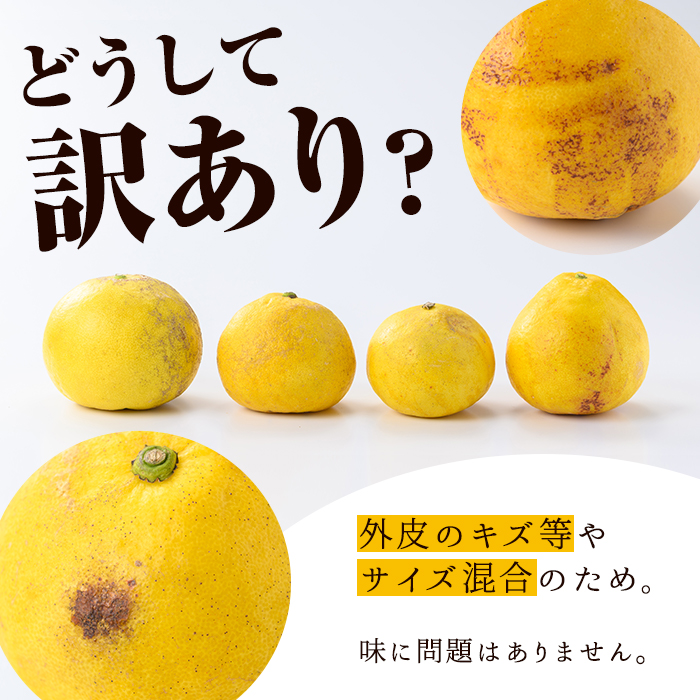 ＜2026年2月下旬以降発送予定＞＜訳あり・傷あり＞数量限定！サワーポメロ(約7kg) 国産 フルーツ 果物 柑橘類 サワーポメロ 甘味 酸味 デザート おやつ 訳あり【なかむら果樹園】akn014-01