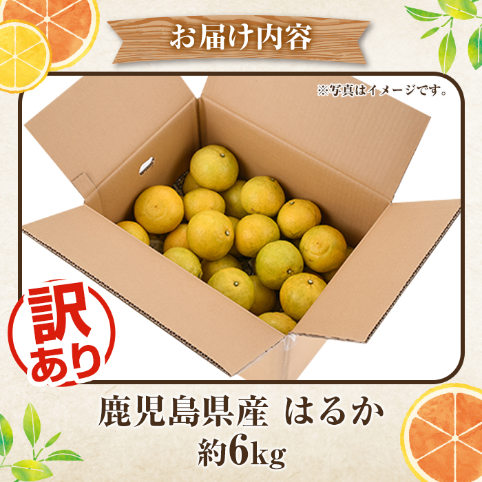 ＜2026年2月以降順次発送予定＞訳ありはるか(約6kg) 国産 鹿児島県産 果物 フルーツ 柑橘 みかん はるか【松永青果】akn053-40
