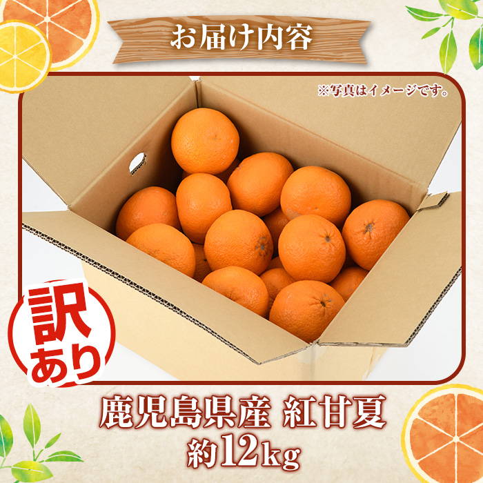 ＜2026年3月以降順次発送予定＞訳あり 紅甘夏(約12kg) 国産 鹿児島県産 果物 フルーツ 柑橘 みかん 甘夏【松永青果】akn053-19