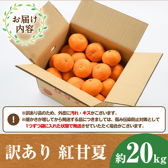 ＜2026年1月中旬以降順次発送予定＞訳あり紅甘夏(約20kg) 国産 鹿児島県 阿久根市 果実 果物 フルーツ 柑橘 紅甘夏 みかん ミカン 期間限定 数量限定【桐野柑橘株式会社】akn070-09