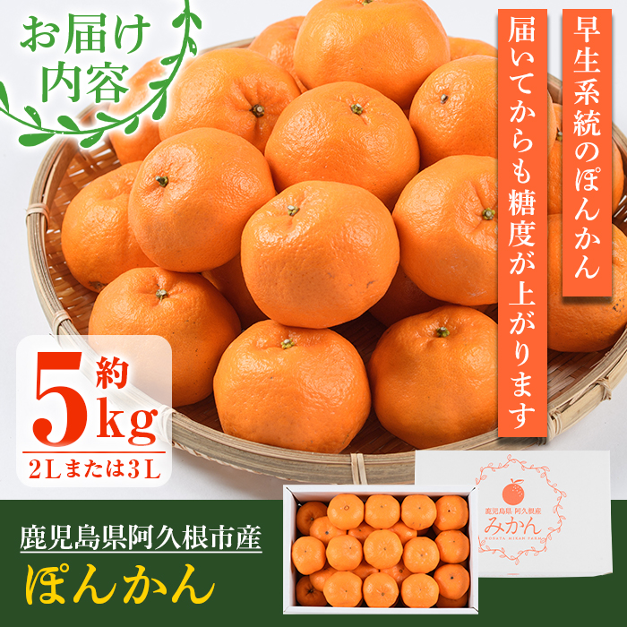 ＜2025年12月下旬以降順次発送予定＞数量限定！鹿児島県産 手詰めぽんかん(計約5kg・2L or 3L) 旬 フルーツ 果物 くだもの ポンカン 早生系統 デザート ノーワックス 阿久根市産 期間限定 数量限定 手詰 手作業【三笠農業生産】akn051-01