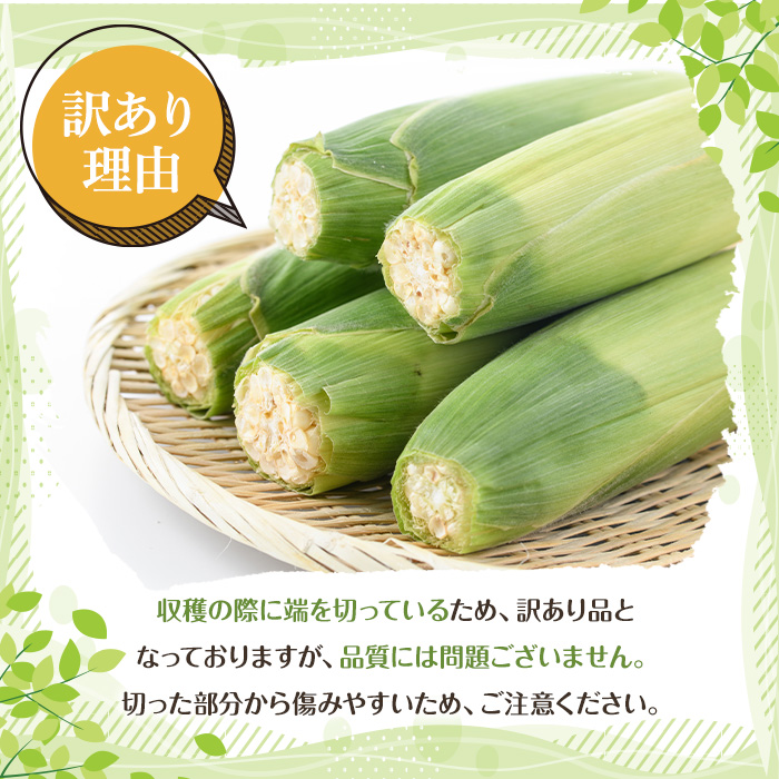 ＜2026年6月中旬以降順次発送予定＞訳あり！白いとうもろこし「あられやこんコーン」(12本) 国産 トウモロコシ 玉蜀黍 ホワイト コーン 野菜 糖度 夏 イネ科 数量限定 期間限定 訳アリ 旬 【うとさんち】akn067-05