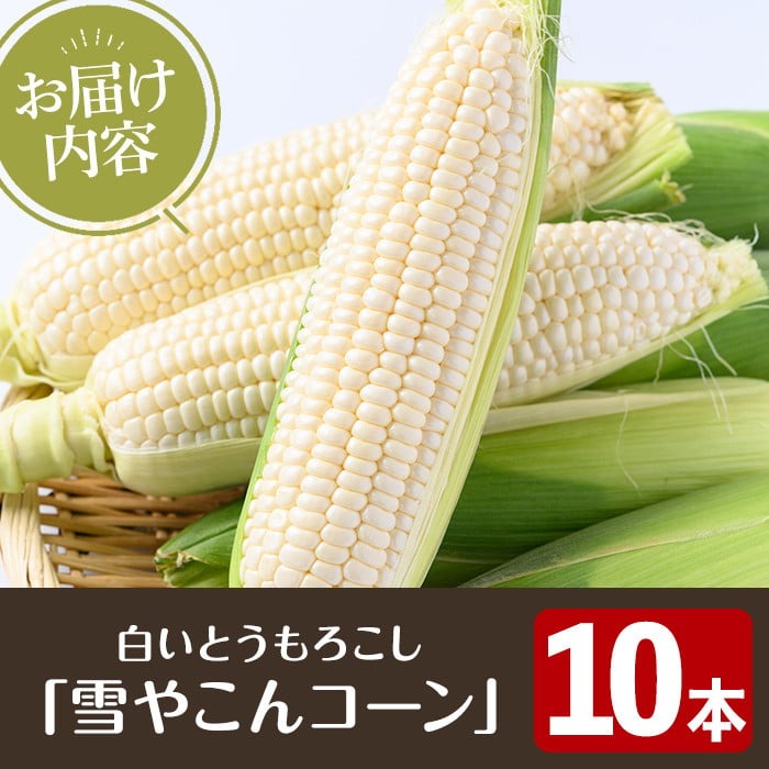 ＜2026年6月中旬以降順次発送予定＞白いとうもろこし「雪やこんコーン」(10本) 国産 トウモロコシ 玉蜀黍 ホワイト コーン 野菜 糖度 夏 イネ科 数量限定 期間限定【うとさんち】akn067-09